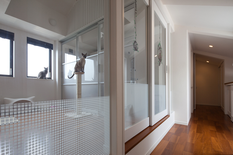 cat room